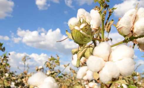 What is mercerised cotton?